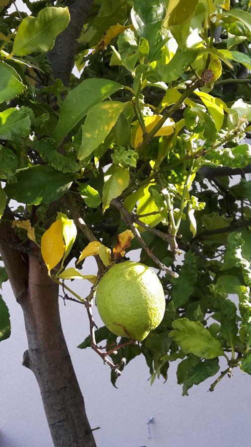 Lemon Tree Cottage Edgemead エクステリア 写真